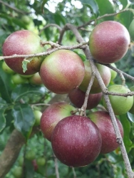 Đội Quân Của Giống tại Quảng Nam