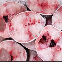 Bán cá bớp tươi ngon cỡ từ 1kg5 đến 3kg tại Quảng Nam