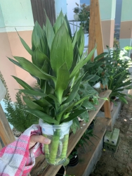  tại Quảng Nam