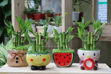 SHOP CÂY CẢNH CLOUD GARDEN có đủ các loại cây phong thủy, nội thất hợp mệnh cho các bạn lựa chọn: tại Quảng Nam