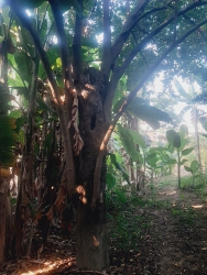 Nhà có 3 cây khế ace kết nối ai mua dc bán luôn tại Quảng Nam