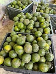 Siêu phẩm Cam Sành Nước Hữu Cơ tại Quảng Nam