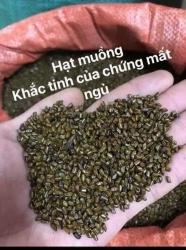 Hạt Muồng núi dành cho những ai mất ngủ tại Quảng Nam