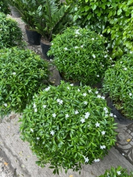 Mai Vạn Phúc Tán 55-60cm Hàng Tròn Đẹp Sum Như Hình tại Quảng Nam