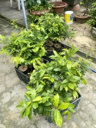 Mai Đọt Xanh Quảng Nam Nhận Chăm Sóc Vườn, Cây Cảnh tại Quảng Nam
