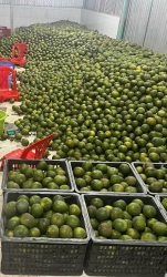 siêu phẩm được ce mong chờ nhất - CAM SÀNH NƯỚC HỮU CƠ tại Quảng Nam