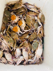 Ghẹ lưới siêu gạch 8-10 con tại Quảng Nam