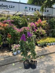 Hoa bằng lăng tím Thái tại Quảng Nam