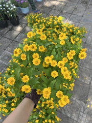 Hoa em ve qua troi ne phu huynh oi tại Quảng Nam