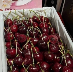 Ko ngì cheery da rẻ con ngon du ri, tươi roi sieu ngon gion ngot nha khach Tam nay dang re tranh tại Quảng Nam