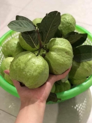 Mai nhà - Bán trai cây, khoai, cá khô và các sản phẩm mua bán tại Quảng Nam