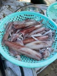 Mực ống tươi tại Quảng Nam