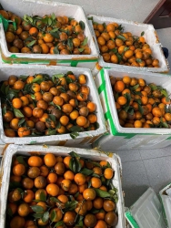 m vỏ mỏng loé siêu ngon tại Quảng Nam