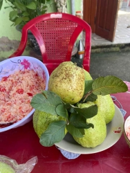 Cực phẩm mai toàn mã nám sần siêu ngon nha tại Quảng Nam