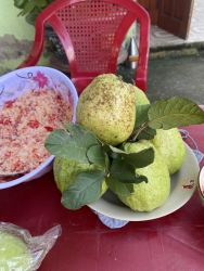Vườn ổi ngọt cực kỳ giòn tại Quảng Nam