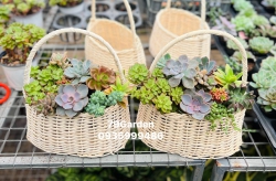 Sen đá bán quanh năm Mời khách ạ tại Quảng Nam