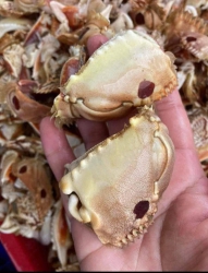 Ghe báo maii tại Quảng Nam