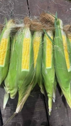 Bắp Mỹ Siêu Ngọt Chạy SL Cho Vườn tại Quảng Nam