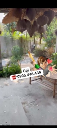 Nhà Cẩm Châu gần chợ bà Lê, gần trung tâm phố thuận tiện nhiều thứ tại Quảng Nam