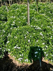 Vườn 79 đang sẵn số lượng vài trăm cây tại Quảng Nam