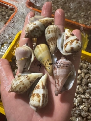 Ốc nhảy sống TO tại Quảng Nam