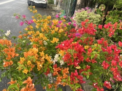 Vườn đủ loại tại Quảng Nam