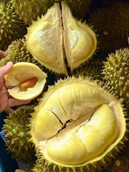 Tin vui cho khách e ngày mai, chỉ chứ ngày mai nghe vườn báo được 8 trái sầu rụng là e zui rồi tại Quảng Nam