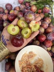 Xứng đáng có ngàn người ăn, mận róc về giòn ngọt xuất sắc tại Quảng Nam