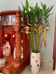 Thần tài em về sẵn đẹp ạ tại Quảng Nam