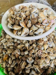 ỐC NHẢY ĐIỆN PHƯƠNG tại Quảng Nam