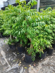 Cóc Thái thân to như hình tại Quảng Nam