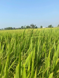 Đất ở Duy Vinh gần chợ - trường học - lò gạch tại Quảng Nam