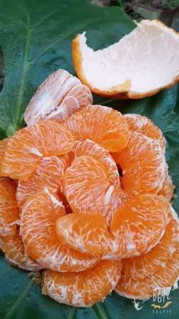 Cam mã Mật Bao ngôn. Bao ngọt. Bao chất lượng tại Quảng Nam