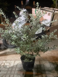 Vườn Em Mới Về Tiếp Lô Cây Tiết Sơn tại Quảng Nam