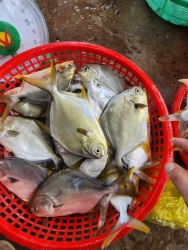 Mai Tàu Vô Trúng Được Rất Nhiều Cá Chim Trắng Biển Em Xã Bất Chấp Cho Mọi Người Ăn Luôn tại Quảng Nam