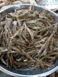 Tôm đất e vô được 5kg tôm tuoi tại Quảng Nam