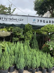 Tùng sơn bên em đủ size ạCây thô và cả cây trang trí sẵn Mời khách ghé lựa tại Quảng Nam