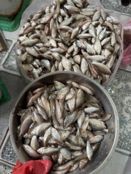  rẻ đất siu ngon. tại Quảng Nam