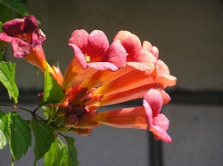 Các Loại Hoa Leo Giàn giá bình dân nhưng siêu đẹp tại Quảng Nam