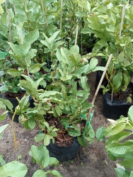 Ổi Lê, ối nữ hoàng chậu lớn tại Quảng Nam