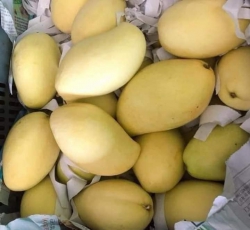 Hôm nay khách lấy gì e ship sớm nè__ cam sành 5kg trái to vỏ mỏng __ ổi nữ hoàng bao giòn ngọt __ tại Quảng Nam