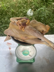 có 5 con gà với đùi gà có thịt ngon và bí ngô bên trong tại Quảng Nam