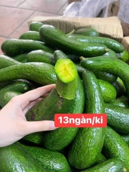 GIÁ HUỶ DIỆT - Mùa bơ nữ hoàng đến, em bán bơ cho ngoại. Mua giúp em với ạ tại Quảng Nam