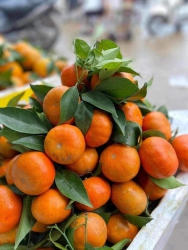 Cam canh Sơn La ngọt khé cổ mọng nước, vỏ mỏng lét như quýt luôn tại Quảng Nam