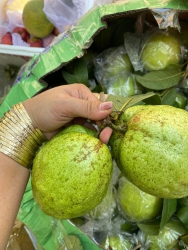 Ổi ni mà không ăn thì ăn ổi mô, ổi lục ngạn Bắc Giang siêu ngon Giòn ngọt không đối thủ tại Quảng Nam