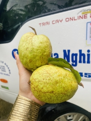 Đứng số 2 ko ai dám đứng số 1, giòn ngọt như mật ăn ko giòn ngọt tại Quảng Nam