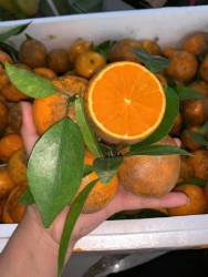 Sim mai về - 1 loại quýt ko xa lạ chi với khách sành ăn tại Quảng Nam