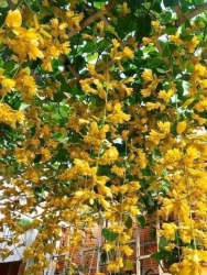 Lan Hoàng Dương tại Quảng Nam