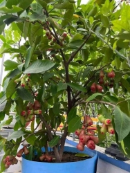 Mận đỏ an phước mới về size lớn tại Quảng Nam