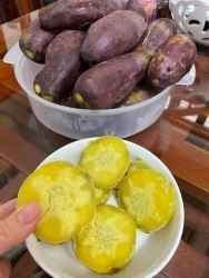Trời ní hấp hay nấu vài củ khoai ăn đúng bài, khoai Nhật ruột vàng loại củ to siêu ngon Bò ngọt, tại Quảng Nam